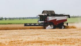 На Дону ожидается резкое сокращение посевов зерна под урожай 2024 года